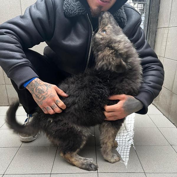 CUCCIOLO PAUL NEWMAN Foto 2